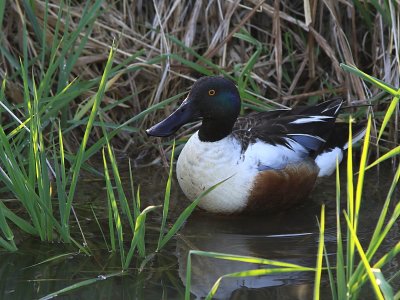 Canard Souchet - Northern Shoveler 