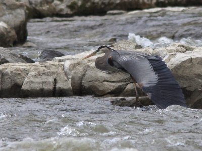 Grand Heron - Great blue Heron 