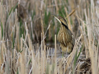 Butor d`Amrique - American Bittern