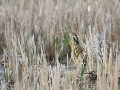 Butor d `Amrique - American Bittern