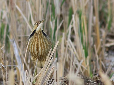 Butor d`Amrique - American Bittern 