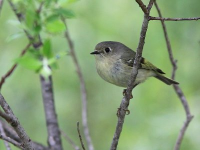 Roitelet a couronne rubis - Ruby-crowned Kinglet 