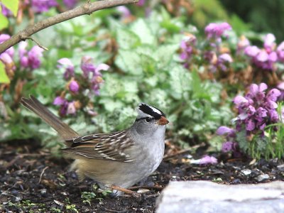 Bruant a couronne blanche - White crowned Sparrow
