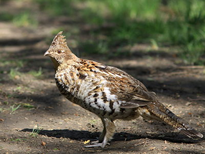 Glinotte Huppe