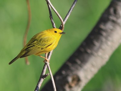 Paruline Jaune - Yellow Warbler 