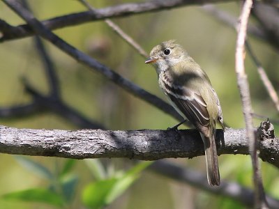 Moucherolle Tchbec - Least Flycatcher 
