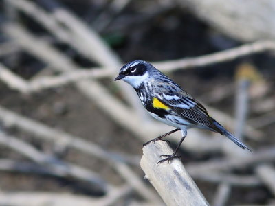 Paruline a Croupion Jaune - Yellow-rumped Warbler 