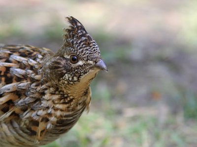 Glinotte Huppe - Ruffed Grouse 