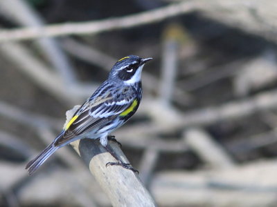 Paruline a croupion jaune - Yellow- rumped Warbler   