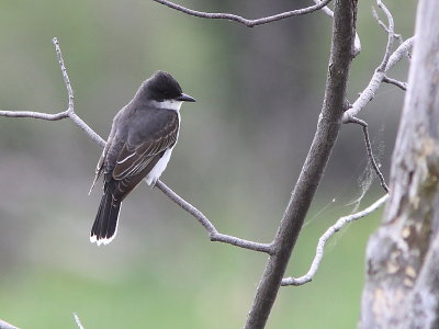 Tyran Tritri- Eastern Kingbird