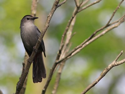 Moqueur Chat - Gray Catbird 