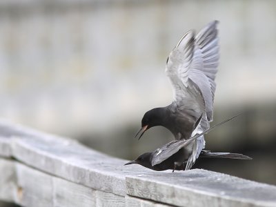 Guifettes Noires - Black Terns 