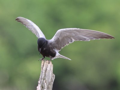Guifette Noire - Black Tern  