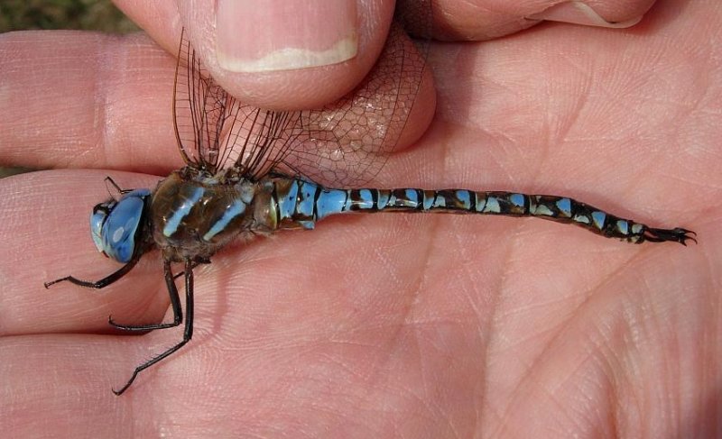 Blue-eyed Darner
