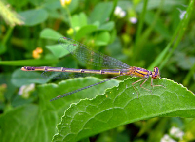Orange Bluet