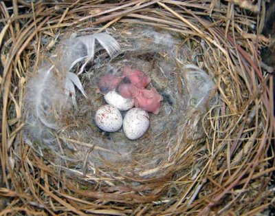 Prothonotary Warbler Nest