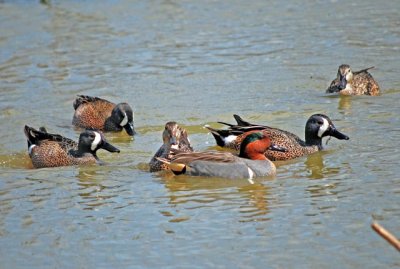 Green-winged and Blue-winged Teal