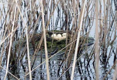 Pied-billed Grebe Nest