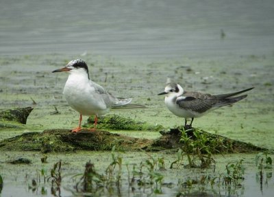 Forster's and Black Terns