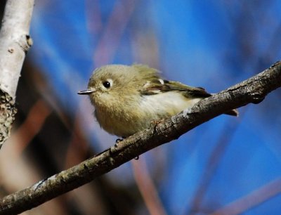 Ruby-crowned Kinglet