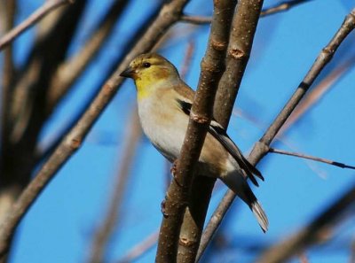 American Goldfinch