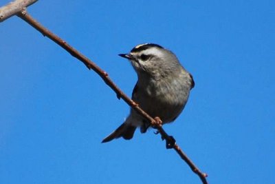 Golden-crowned Kinglet