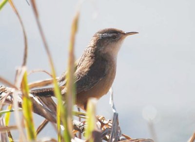 Marsh Wren