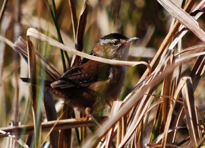 Marsh Wren