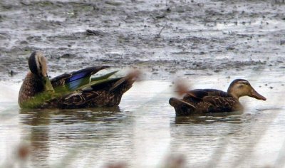 Mottled Ducks