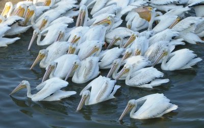 American White Pelicans