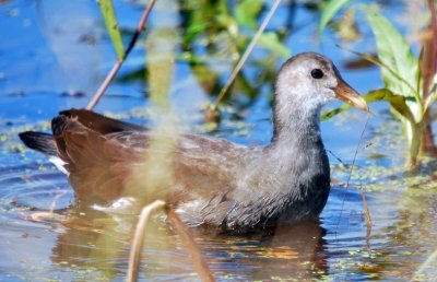 Common Gallinule