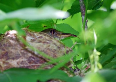 Willow Flycatcher on Nest