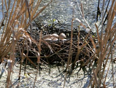 Common Gallinule's nest