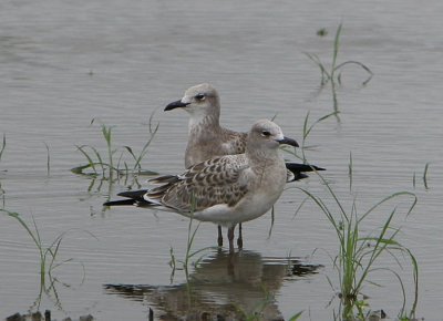 Laughing Gulls