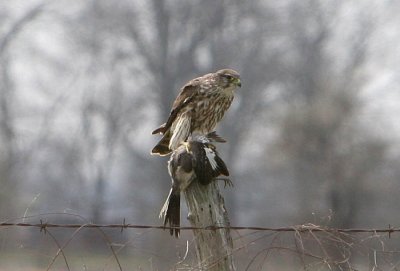 Merlin