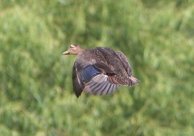 Mottled Duck