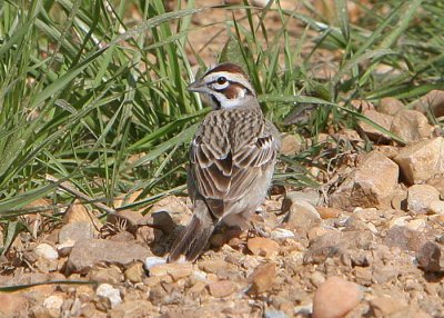 Lark Sparrow