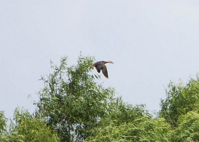 Mottled Duck in flight