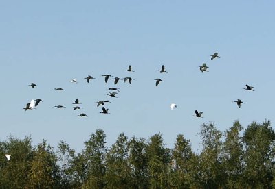 Plegadis Ibis'