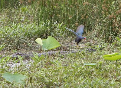 Purple Gallinule Attacking Alligator