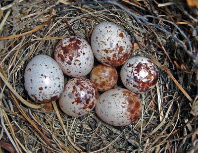 Prothonotary Warbler's Nest with Runt egg