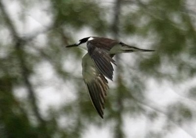 Sooty Tern