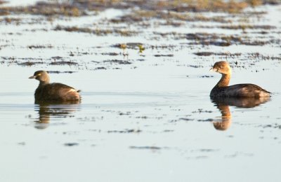 Least Grebe and Pied-billed Grebe