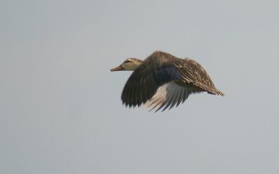 Mottled Duck