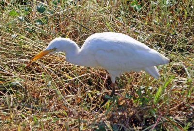 Cattle Egret