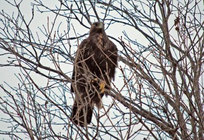 Golden Eagle