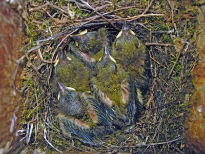 Prothonotary Warbler Nestlings