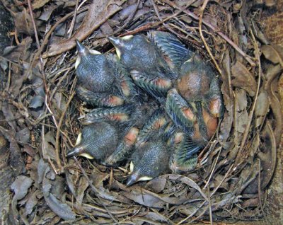 Prothonotary Warbler Nestlings