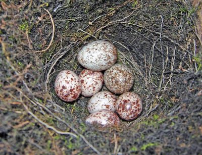 Prothonotary Warbler Nest with  2 Brown-headed Cowbird Eggs