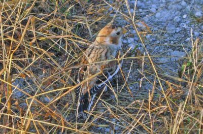 Snow Bunting